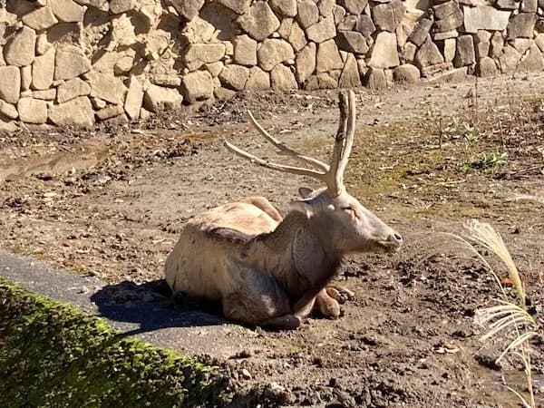 動物公園2